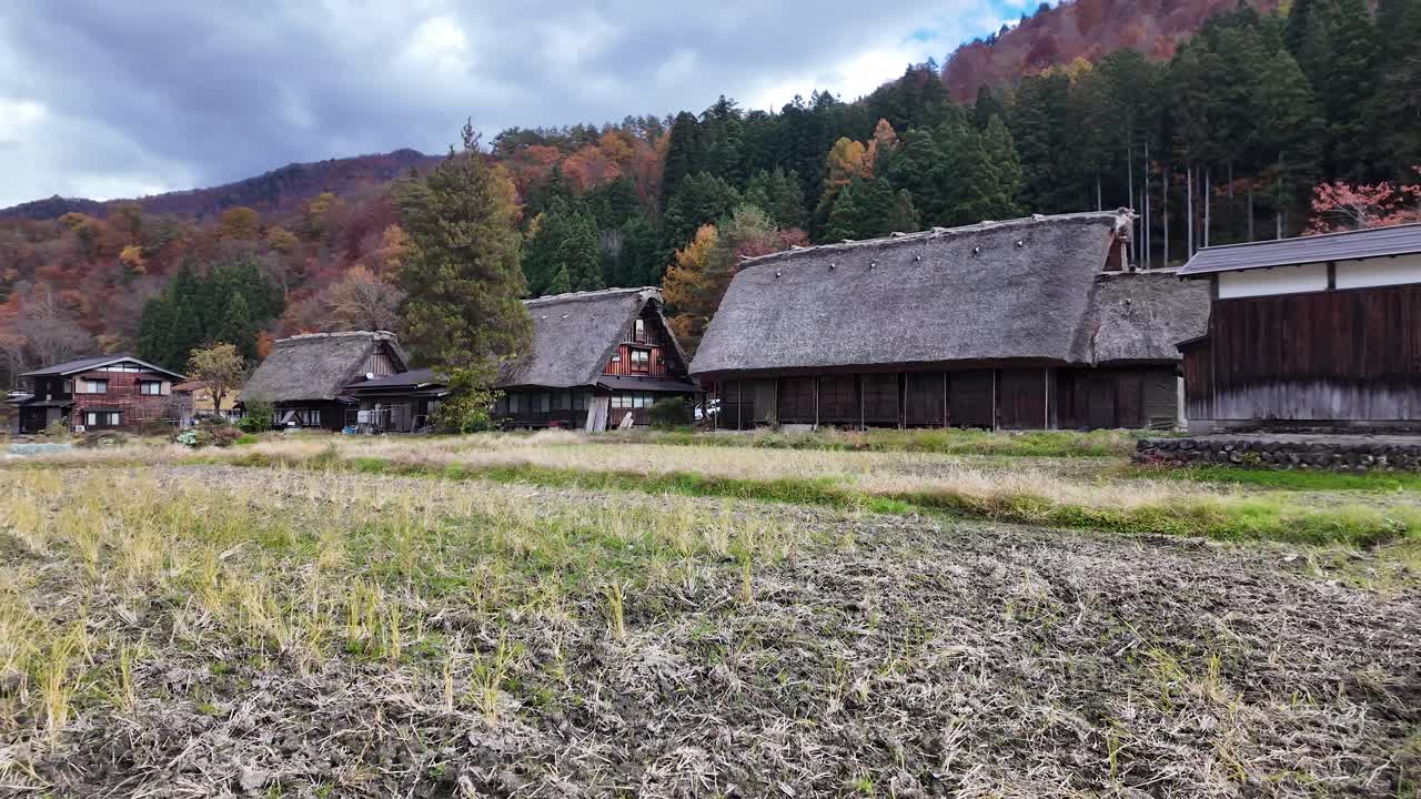 View of Shirakawa-go houses surrounded by a rice field and autumn foliage. pan left shot