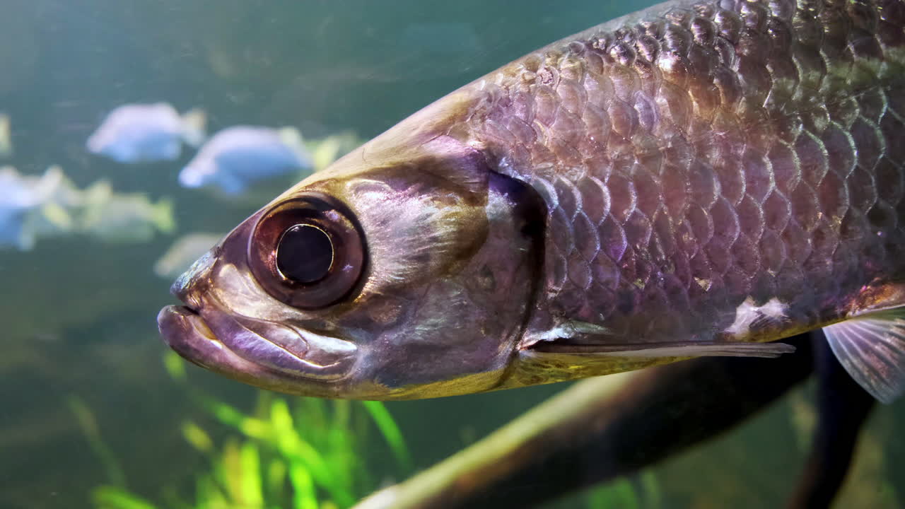 primer plano de peces nadando en un acuario