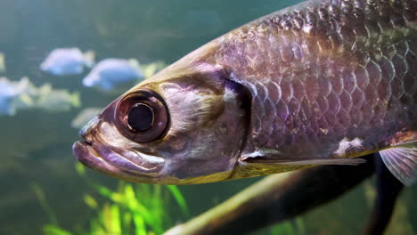 closeup of fish swimming in an aquarium