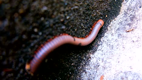 millipede crawling close-up on concrete wall in rain forest, thailand, uhd 4k video with copy space