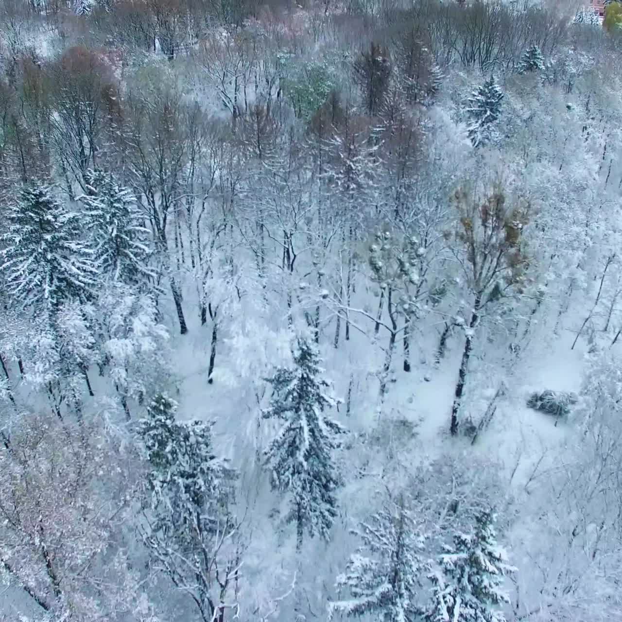 Beautiful trees and pine-trees sprinkled with white snow. View on the city park and some buildings in winter. Top view