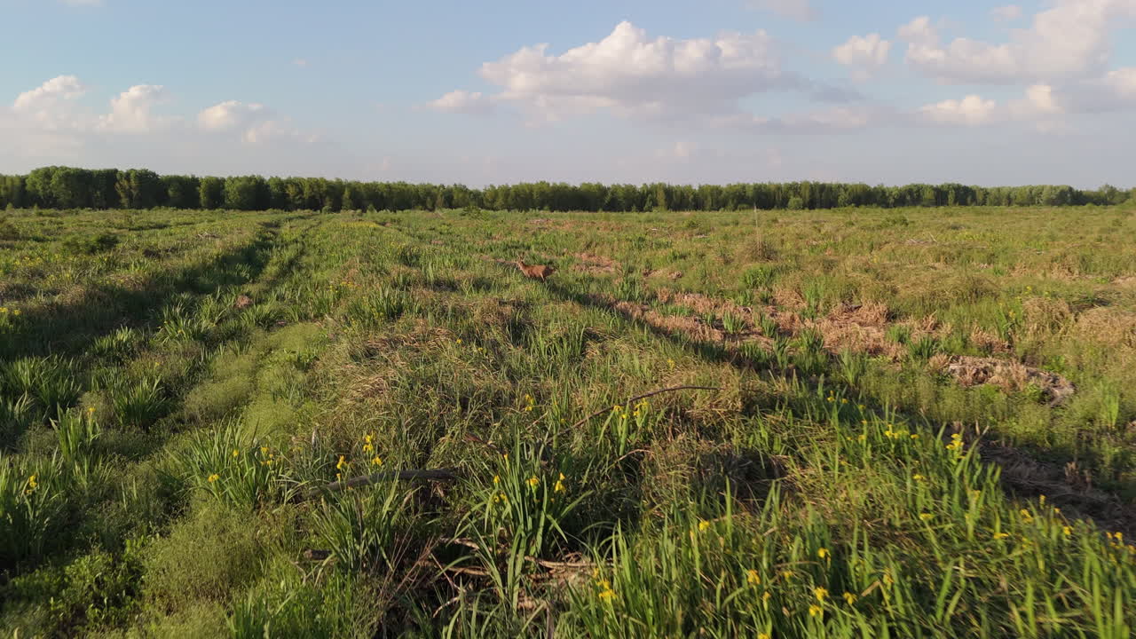 Drone captures a deer running gracefully over a vibrant green meadow during sunset. A stunning blend of wildlife and nature, perfect for outdoor and scenic project themes.