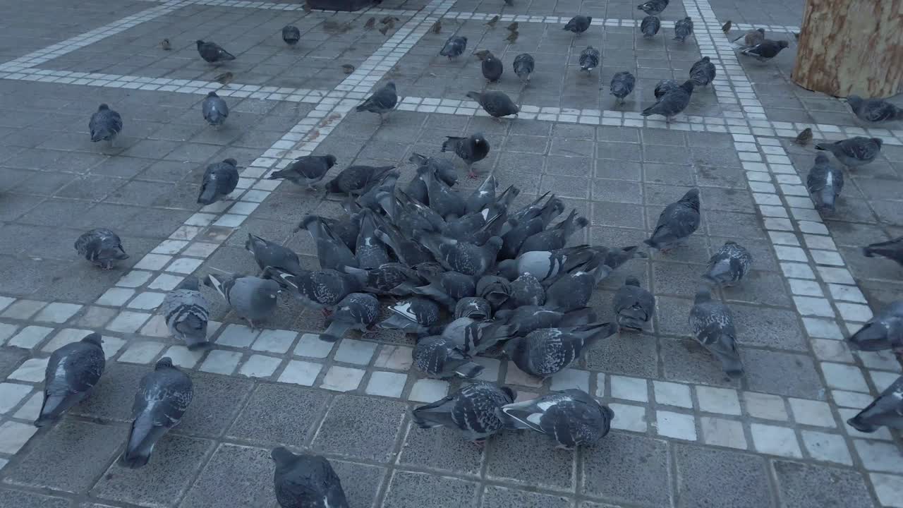 날아가는 비둘기 떼