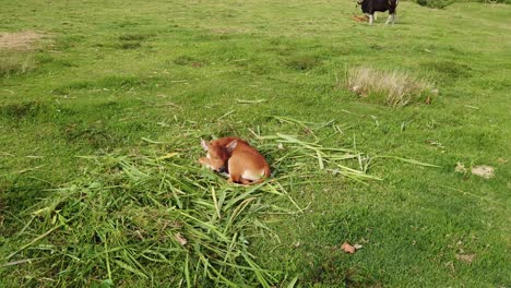 Bali-Vieh,-Schlafende-Kalbkuh,-Niedliche-Tierruhe-Im-Gras-Der-Indonesischen-Fauna-Des-Balinesischen-Tals,-Südostasien,-Grüne-Feldlandschaft-In-Saba-Beach,-Gianyar