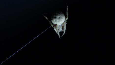 araña tejedora orb hebra única de web visible night shot macro cerrar