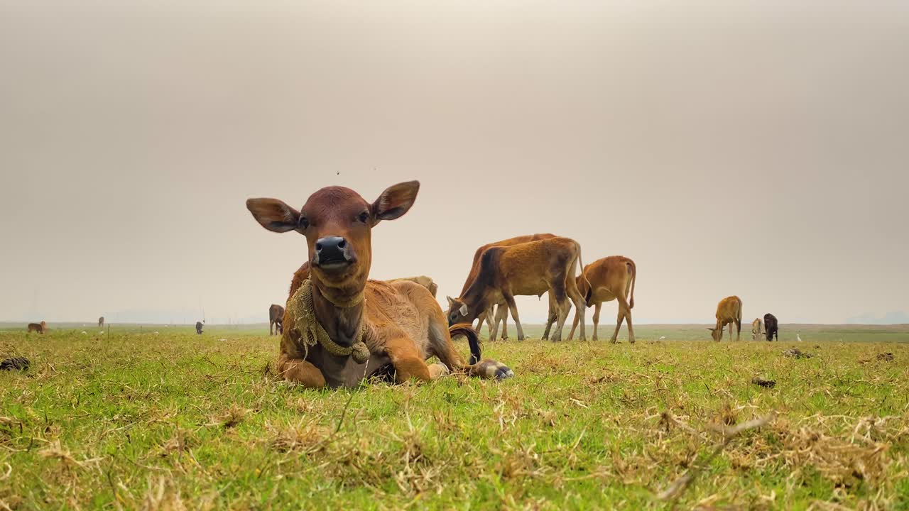 Adorabile vitello marrone sdraiato sull'erba con altro bestiame, inquadratura completa, terra piatta nebbiosa