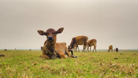adorable becerro marrón acostado en la hierba con otro ganado, tiro completo, tierra plana brumosa