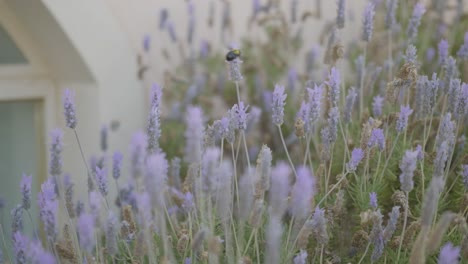 lavender flowers in bloom with a bee flying between them near a window