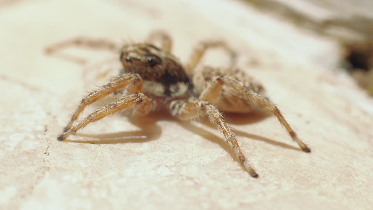araña salticidae salvaje escabulléndose al aire libre en la roca, de cerca