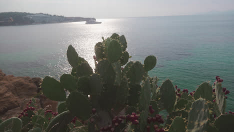 Cactus-by-the-coastline-with-sea-and-sunset-in-background