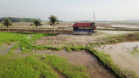 Aerial-view-of-Asian-openbill-search-for-food-in-front-of-small-hut-at-Malaysia