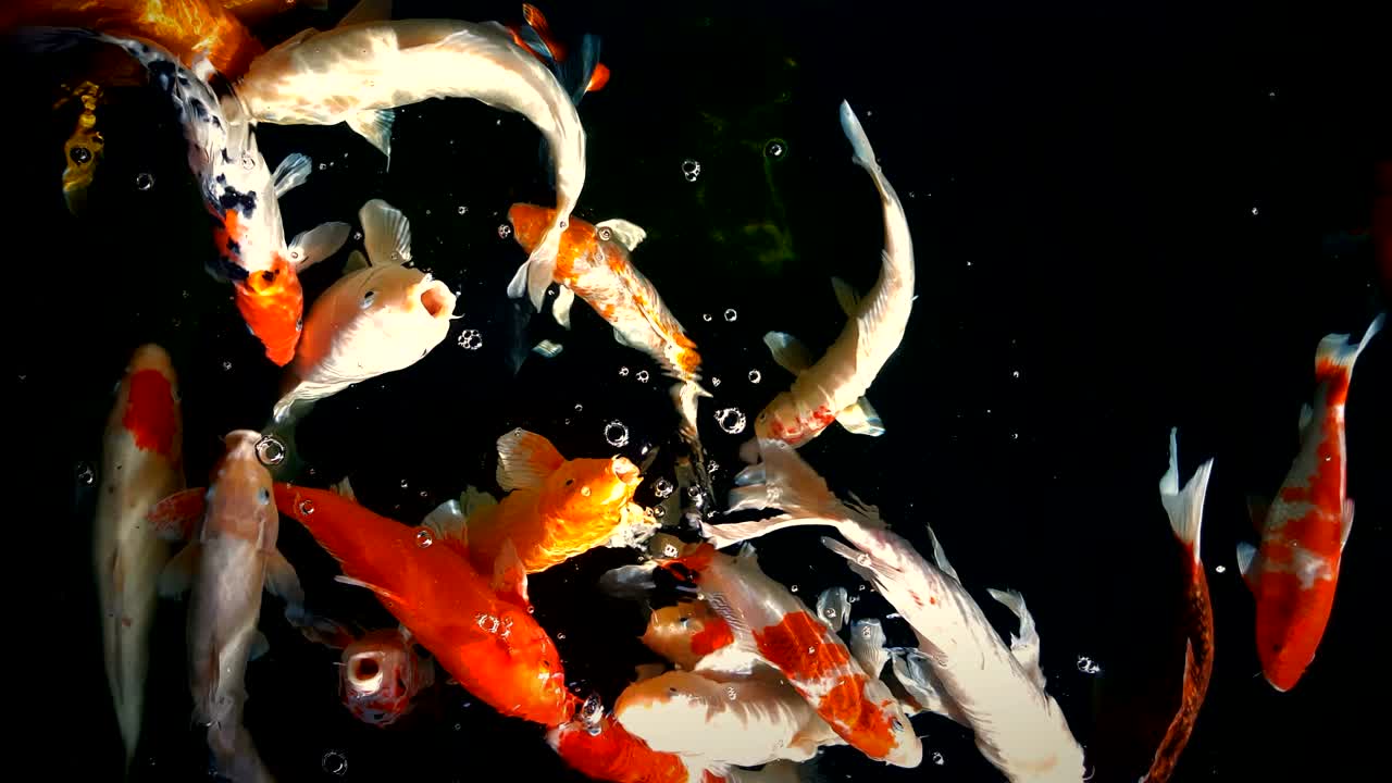 cangrejo o carpa de fantasía nadando y comiendo en el agua