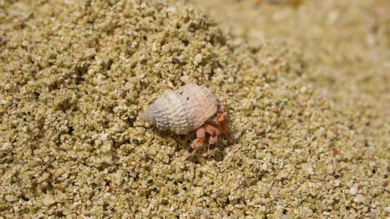 A hermit crab crawls on golden sand in Aitutaki, evoking tranquility and tropical vibes