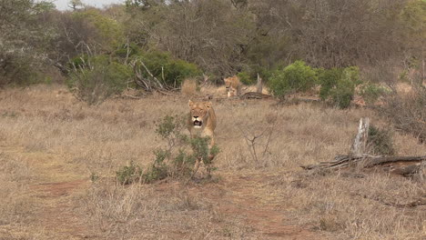 two lionesses walk straight towards us through the savanna grass