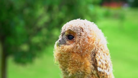 footage of a wild baby owl or owlet that has been lost and seek shelter with humans