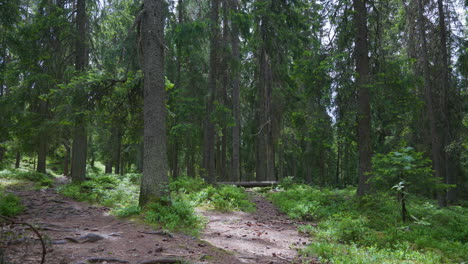 sun comes through the pine trees and shines on the pathway in the forest in norway
