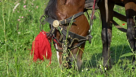 Horse-with-martenitsa-in-Bulgaria,-grazing-green-grass-in-the-wild