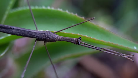 Pan-from-head-to-tail-of-Water-Scorpion-