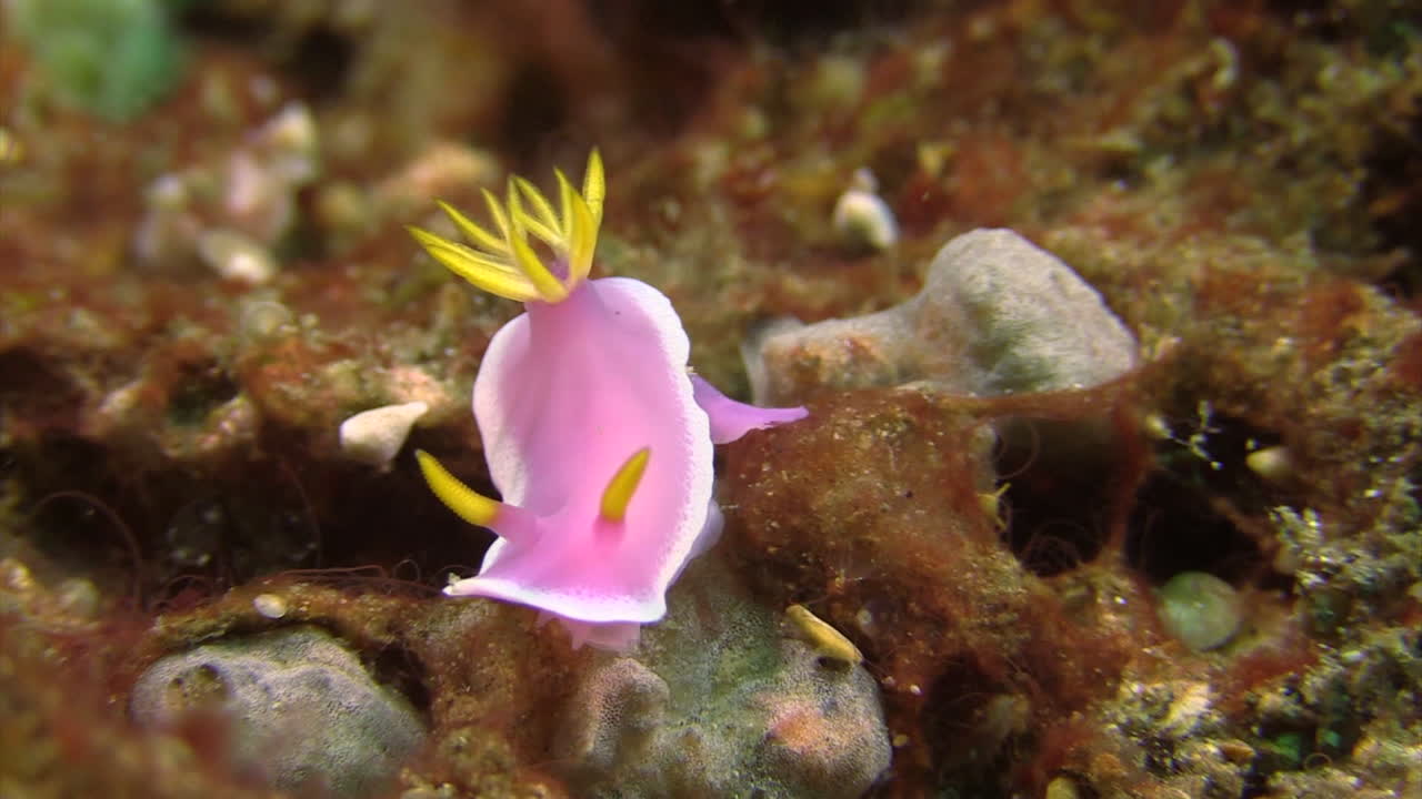 nudibranquio hypselodoris bullockii versión rosa con cuernos amarillos y branquias semiprimer plano sobre coral y algas subterráneas