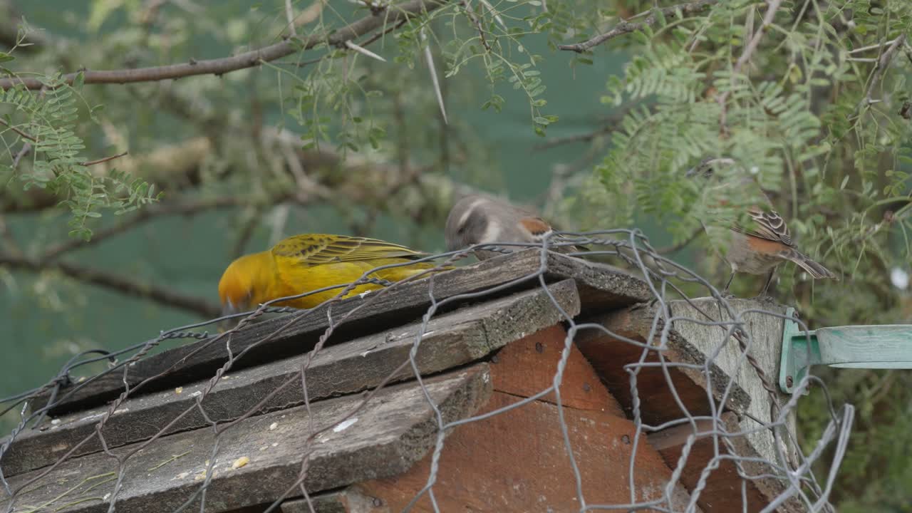 pájaros de jardín comiendo semillas en un comedero en el jardín