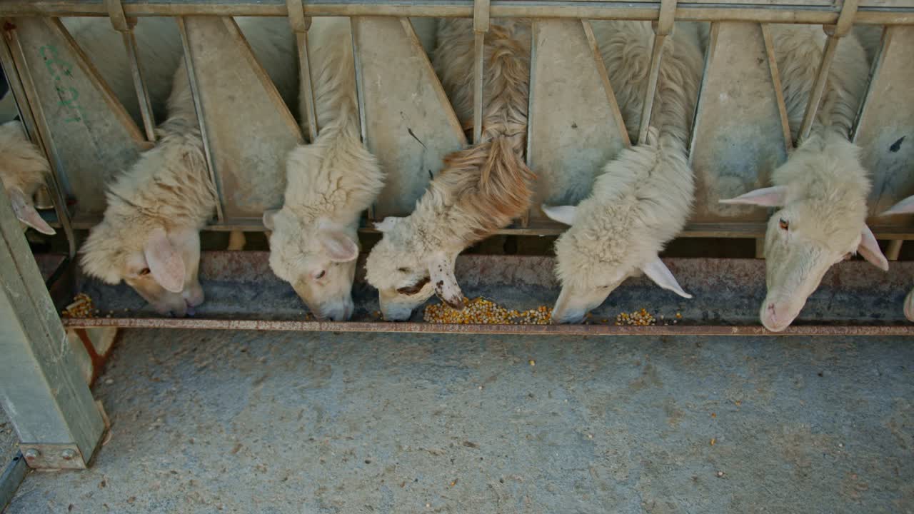 산업 헛간에서 물마루에서 먹이를 먹는 흰 양 떼, 모션 샷