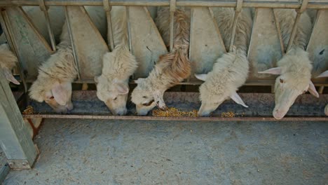 flock of white sheep feeding from trough in industrial barn, motion shot