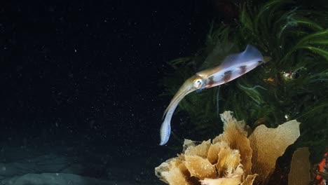 Southern-Calamari-Squid-hunting-and-catching-fish-at-night-Sepiotheuthis-australis-4k-60fps-slow-motion