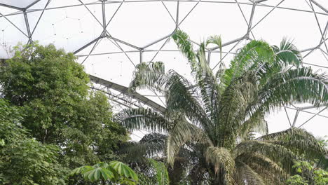 Lush-Green-Trees-Growing-Inside-The-Inflated-Domes-Of-The-Eden-Project-In-Cornwall,-England,-United-Kingdom