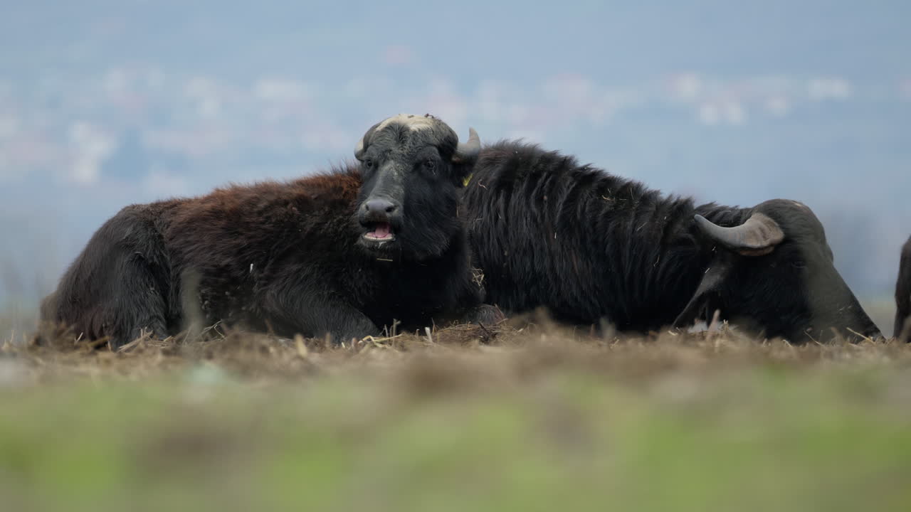 Scena tranquilla di bufali d'acqua che riposano e pascolano su praterie aperte a Kerkini. Ideale per documentari sulla fauna selvatica e progetti a tema natura