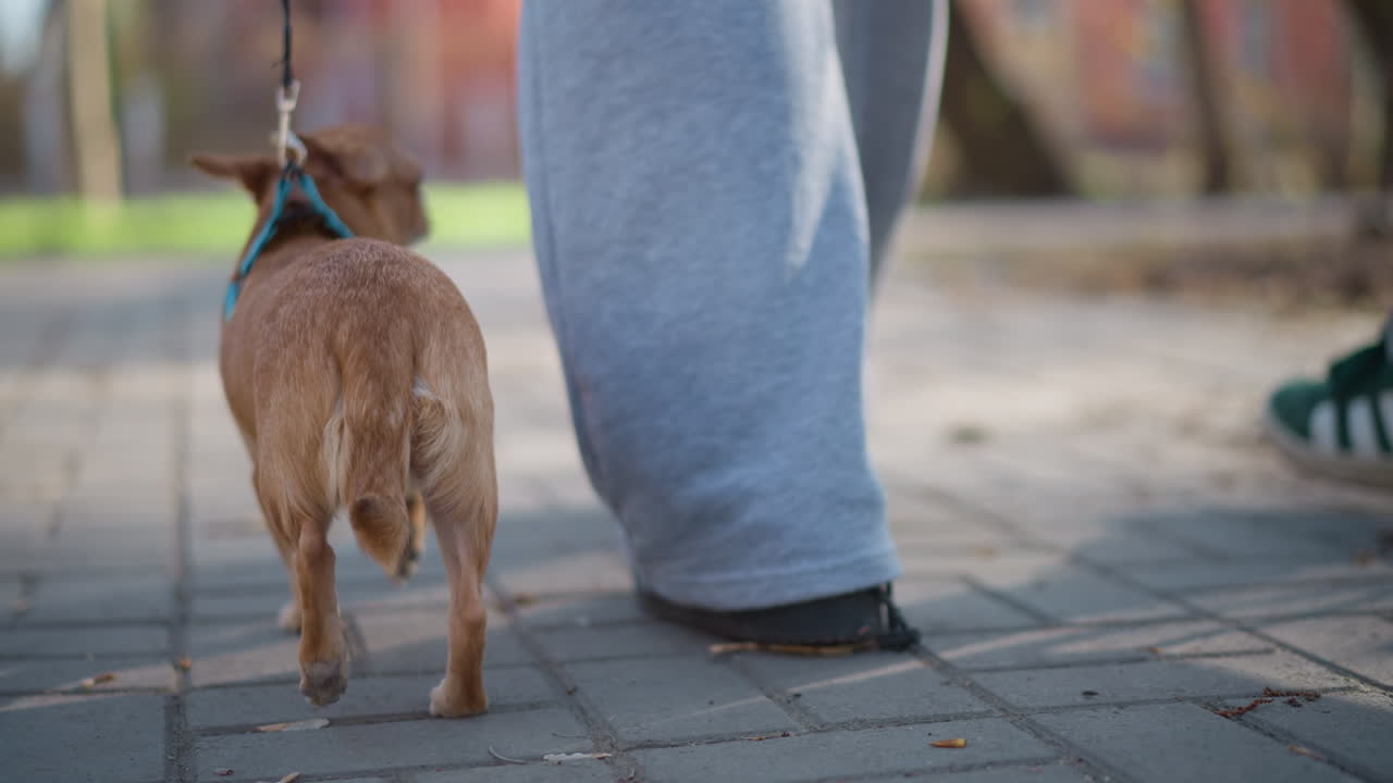 평화롭게 산책하는 강아지, 작은 강아지가 조용히 주인과 나란히 걷고 있어요. 주인이 길을 따라 안내하는 동안 평온한 강아지가 부드럽게 움직이고, 얌전한 작은 강아지가 평화로운 길에서 주인 옆에서 조용히 거닐고 있어요.