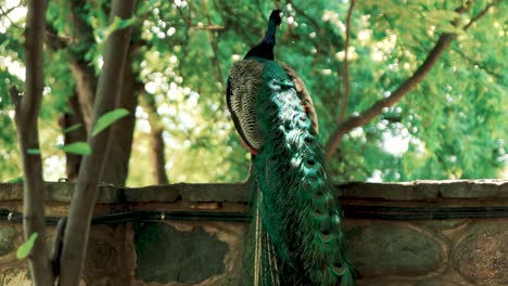 beautiful peacock standing on a wall in a garden