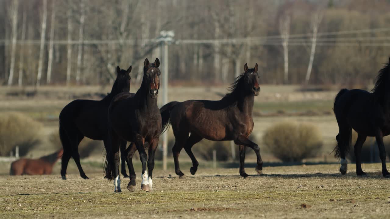 caballos corriendo y jugando en el prado de pastos de primavera