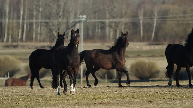 Cavalli che corrono e giocano in un prato pascolo primaverile