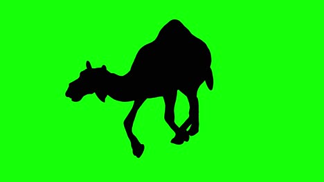 a silhouette of a camel running on green screen, perspective view