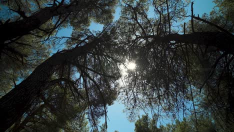 pine treetops with trunks, sun shining through their branches with cones, seen from below, including blue sky