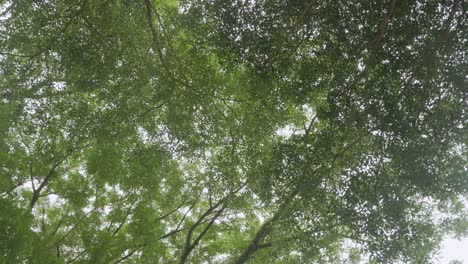 view of the tops of the trees of