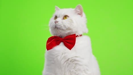 cute portrait of white furry cat in red bowtie on green chromakey background. 4k studio footage. luxurious isolated domestic kitty.