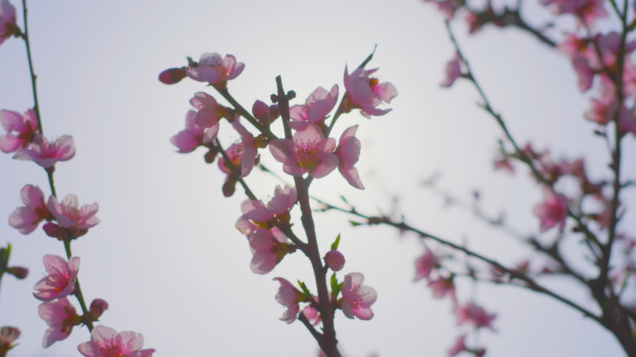 봄에 분홍색 꽃