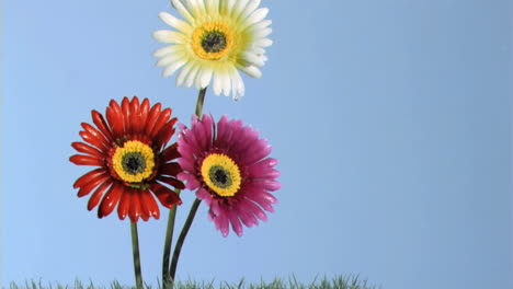 las gerberas siendo regadas en cámara súper lenta