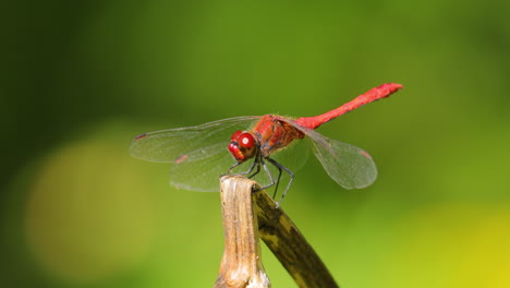 scarlet dragonfly (crocothemis erythraea) is a species of dragonfly in the family libellulidae. its common names include broad scarlet, common scarlet darter.