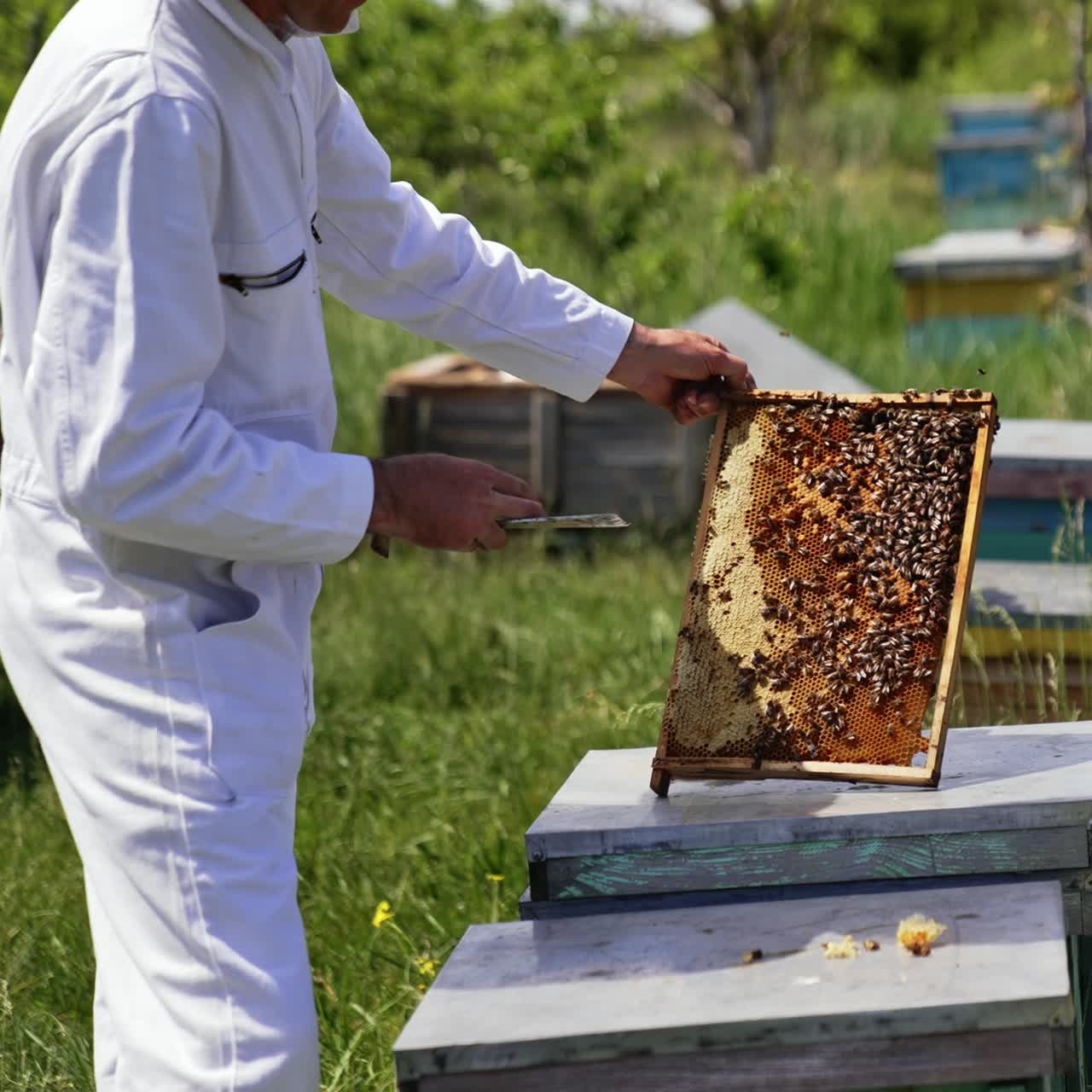 Apiarist examines bees. Professional beekeeper in white protective suit and cap working with bees in the apiary. Apiculturist looks after bees