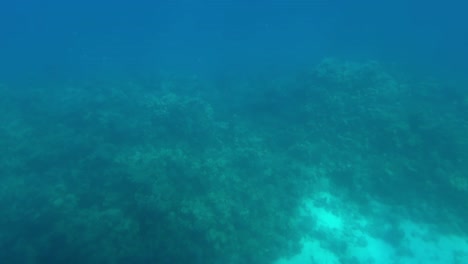 a view of coral reefs under the sea, close up shot