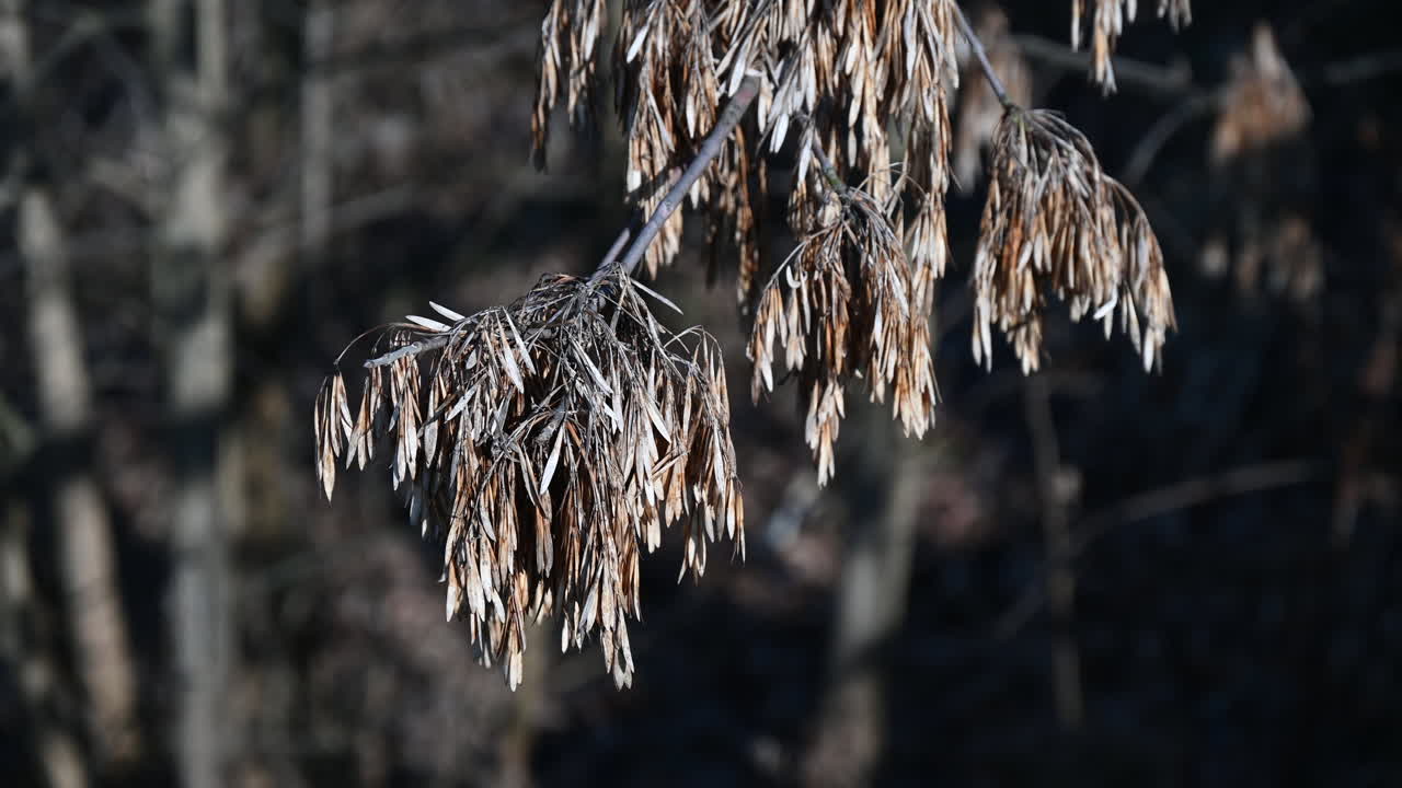 Dried tree seeds hanging from branches in winter sunlight