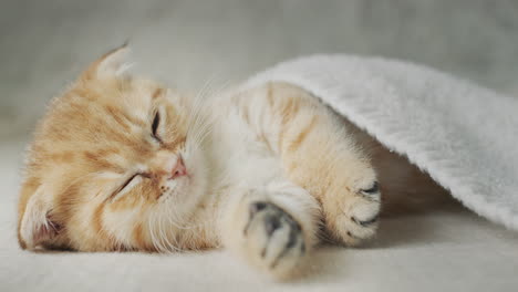 caring owner covers the kitten with a blanket, sweet dreams in his bed