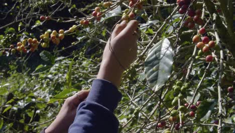 a farmer picks away ripe beans from a coffee tree in a plantation in el salvador