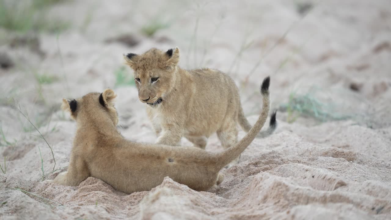 twee leeuwenkinderen vechten in een rivierbed in afrika.