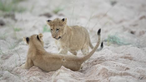 2 lions cubs fighting in a riverbed in africa 2