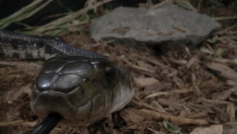 macro primer plano de la serpiente rata negra reptil canadiense