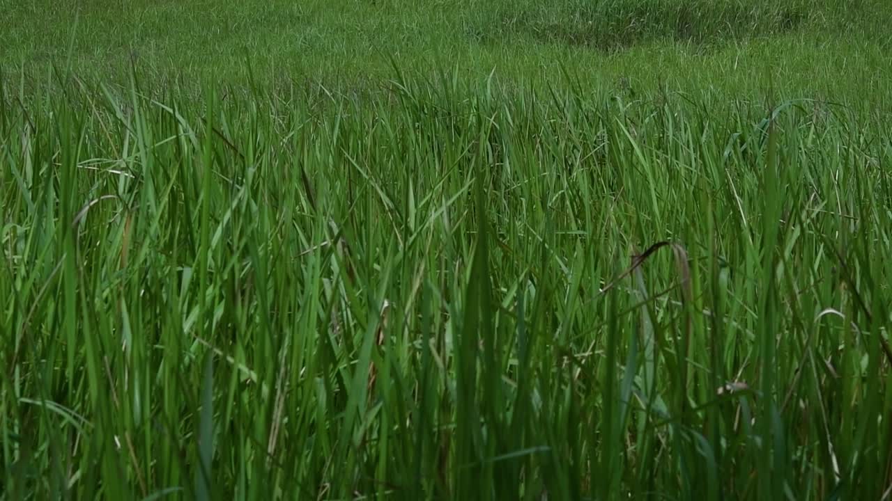 열대 및 아열대 아시아가 원산지이며 여러 국가에 도입된 다년생 풀