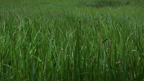 Ein-Mehrjähriges-Gras,-Das-Im-Tropischen-Und-Subtropischen-Asien-Beheimatet-Ist-Und-Auch-In-Mehrere-Länder-Eingeführt-Wurde